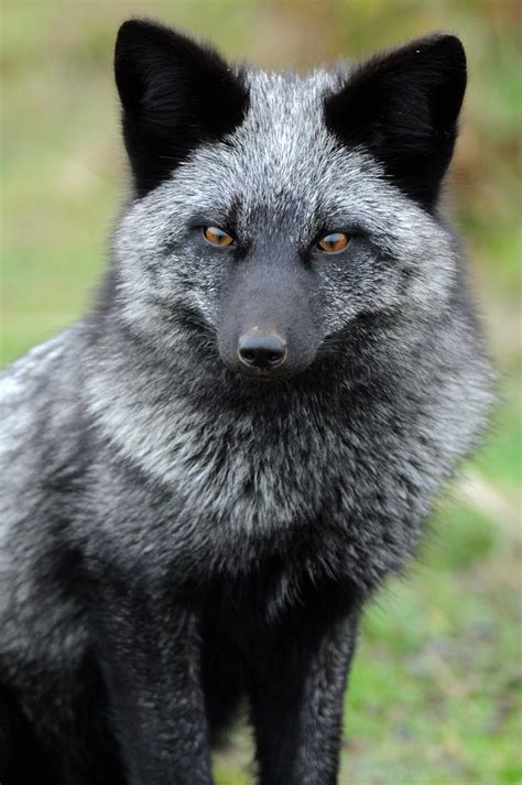 Silver Fox Animal