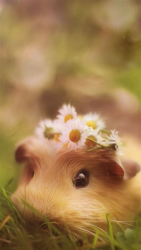 Cute Hamster Wallpapers - Top Free Cute Hamster Backgrounds ...