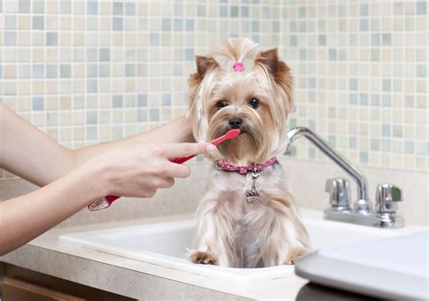 Cuidados os Dentes do Seu Cão dicas para ajudar a cuidar dos