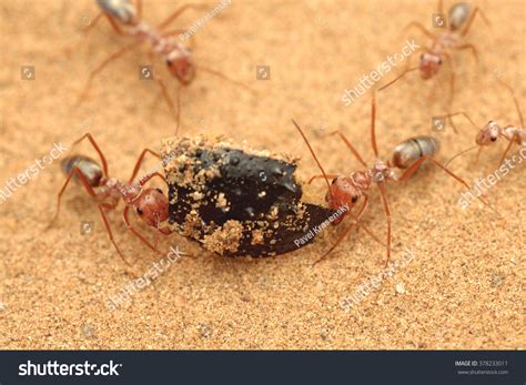 122 Sahara Desert Ant Images, Stock Photos & Vectors | Shutterstock