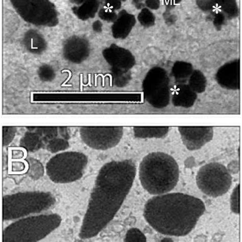 Proliferation Of Primary Adult Abca Rpe Cells Primary Adult Rpe