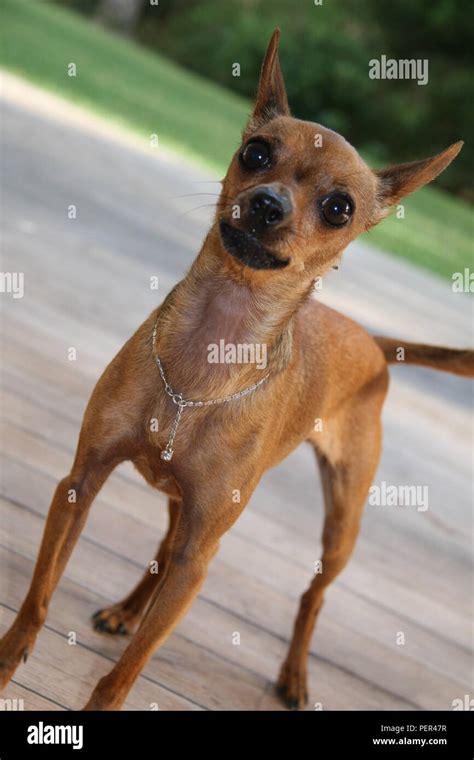 Miniature doberman pinscher hi-res stock photography and images - Alamy