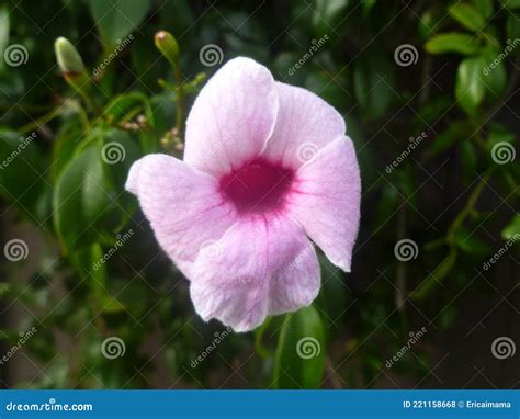 Pandorea Jasminoides Bower Vine Pink Flowers With Rain Drops And Green