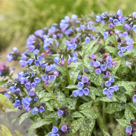 Pulmonaria Pink A Blue Pp Cpbraf Walters Gardens Inc