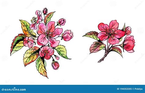 Blossoming Apple Branch, Hand Drawing Stock Illustration - Illustration ...