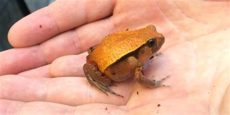 Tomato Frog Care Sheet Wiki Reptiles Amino