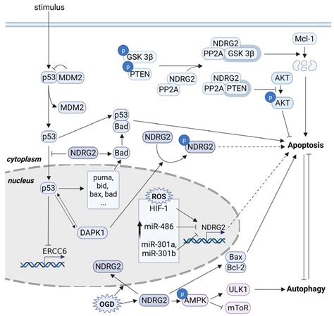 Cells Free Full Text N Myc Downstream Regulated Gene 2 Ndrg2 Function As A Positive