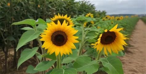 The Meaning And Symbolism Of Sunflowers The Garden Gossip