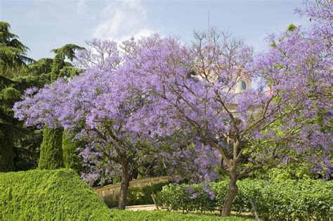 Jacaranda Mimosifolia Cuidados Y Características Guía Completa