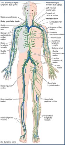 Lymphatics Flashcards Quizlet