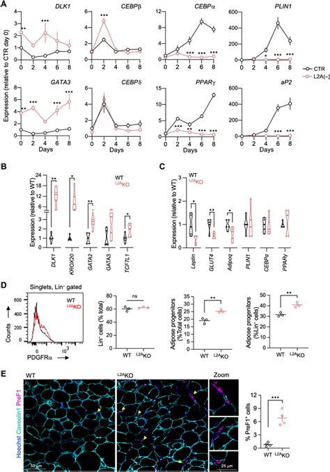 Cma Is Required For Preadipocyte Commitment To Differentiation A