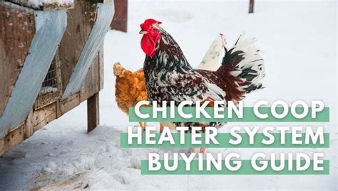 The Best Chicken Coop Heater: 7 Systems, Reviewed