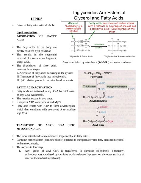 Solution Beta Oxidation Of Fatty Acids Studypool