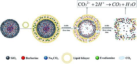 The Ph Triggered Drug Release And Simultaneous Carrier Decomposition Of