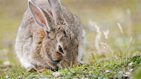 Gefahr für Hunde Fälle von hochansteckender Hasenpest in NRW