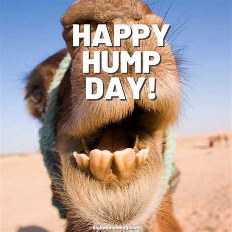 Happy hump day meme – Artofit