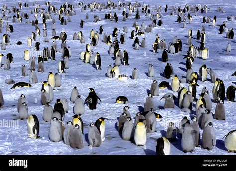 Manchot Empereur Kaiserpinguin Emperor Penguin Aptenodytes Forsteri