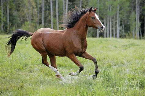 Bay Arabian Horse Galloping