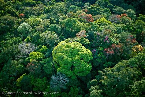 Pictures Of Tropical Rainforests Canopys Aerial View Of Lowland