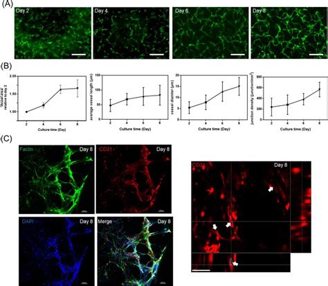 Growth And Morphology Of Endothelial Cells In The Model A B