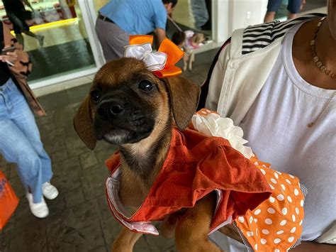 C Es Resgatados Participam De Feira De Ado O Em Shopping De Salvador