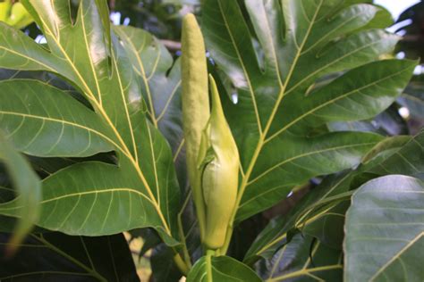 Breadfruit Facts And Health Benefits