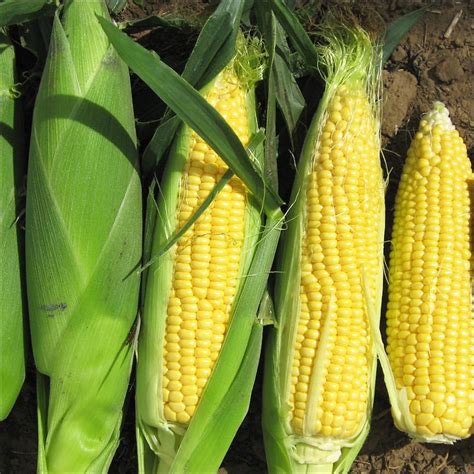 Sweet Corn Sweetcorn F1 Rising Sun Sweet Corn Premier Seeds Direct Ltd