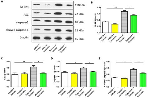 Curcumin Treatment Inhibited The Activation Of Nlrp Inflammasome In Sn