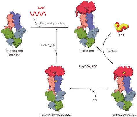 SIAIS Researchers Unveil Structural Basis Of Trehalose Recycling By The