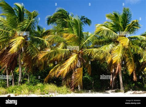 Soggy Dollar Bar Stock Photo - Alamy