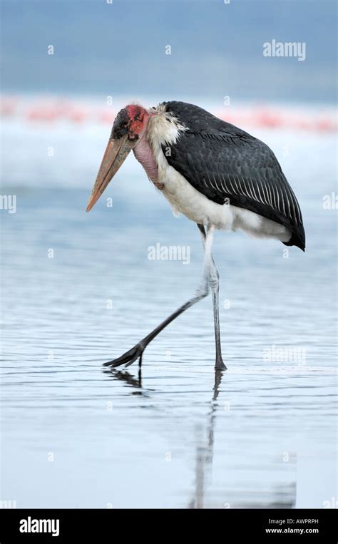 Marabou Storch Afrika Stockfotos Und Bilder Kaufen Alamy