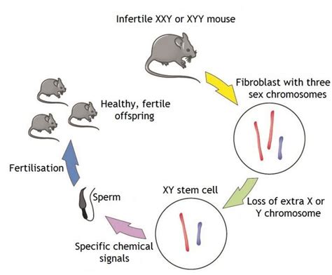 Research Schematic Image Eurekalert Science News Releases