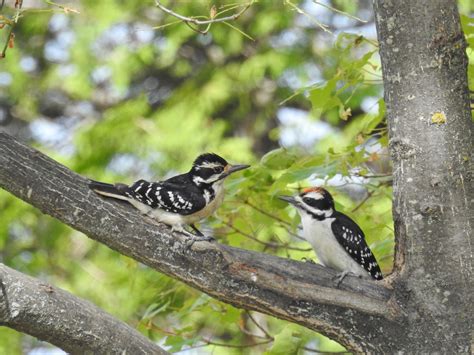 Hairy Woodpecker From Lanark County ON Canada On June 26 2018 At 03