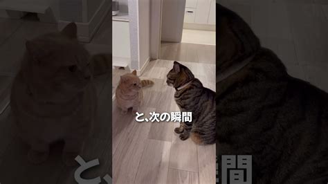 序列を分からせたい先住猫と、反撃する子猫の喧嘩が可愛過ぎる 動物（犬・猫 他色々）【まとめ動画】