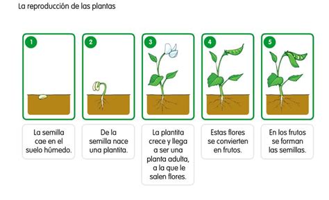 LA MINA 3º de PRIMARIA LA REPRODUCCIÓN DE LAS PLANTAS Ciclo de