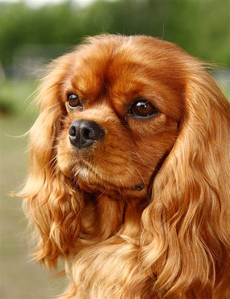 Cavalier King Charles Spaniel prix caractère alimentation santé