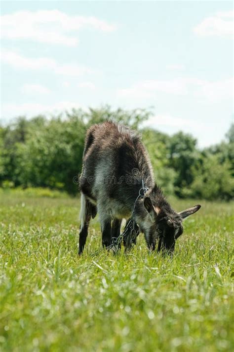 Gray Spotted Hornless Goat The Goat Grazes On The Green Grass Goat