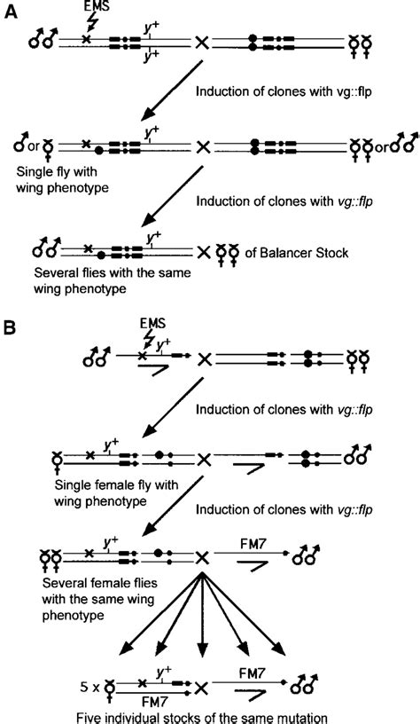 Crossing Schemes For The Screen On The X And Second Chromosome A