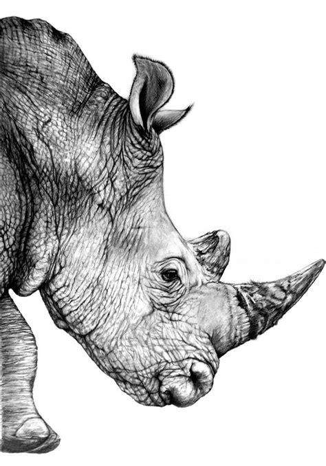 Rhinoceros - Drawing Skill