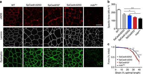 Muscle Specific CRISPR Cas9 Dystrophin Gene Editing Ameliorates