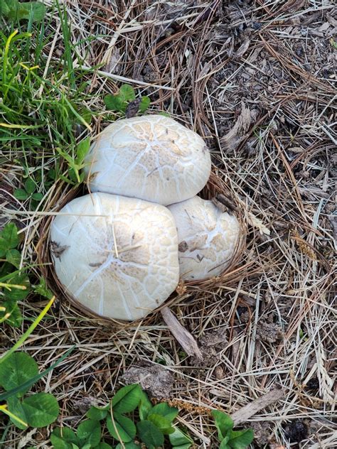 Common Gilled Mushrooms And Allies From Fenton Mo Usa On May