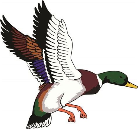 Mallard Ducks Flying Clipart