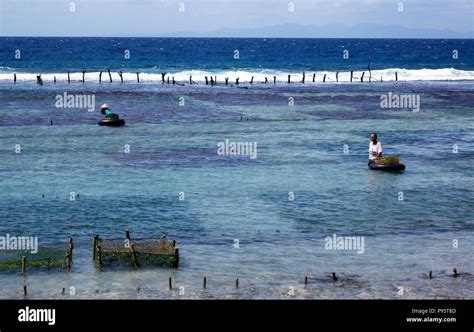 seaweed farming in indonesia Stock Photo - Alamy