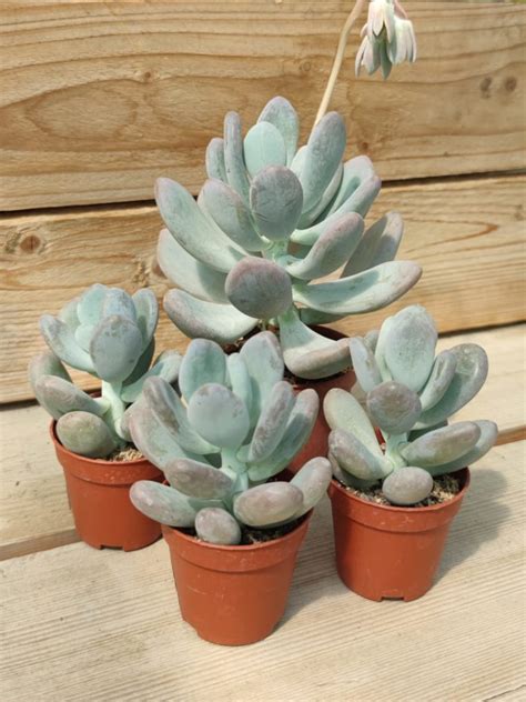 Pachyphytum Bracteosum Succulentes Et Jolies Plantes