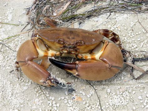 Florida Stone Crab Claws | Santa Monica Seafood