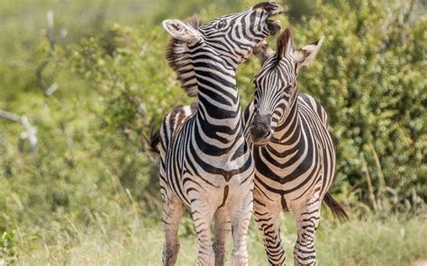 11 Days Of Lewa Conservancy Maasai Mara Safari Zanzibar