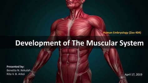 Development Of The Muscular System Human Embryology Ppt