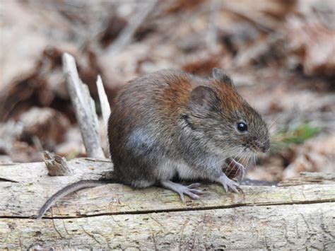 Рыжая полевка (61 фото) - красивые фото и картинки pofoto.club