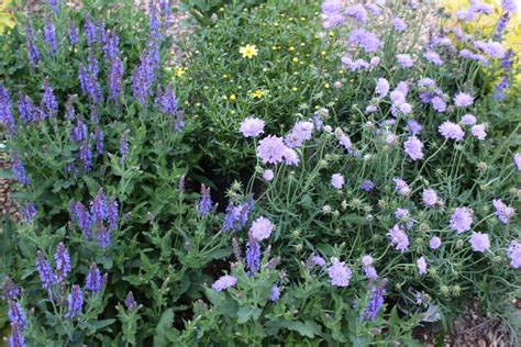 A Selection Of Organically Grown Plants Pleasant View Nurseries