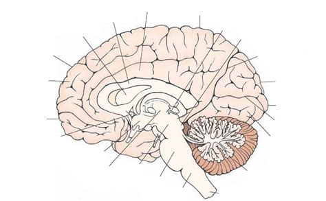 Practical 2 Medial Brain Diagram Quizlet